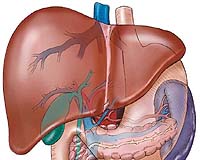 Bioprinting a 3D liver-like device to detoxify the blood