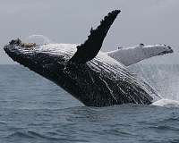 Giant singers from neighboring oceans share song parts over time