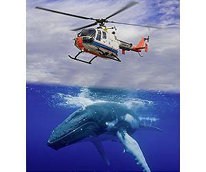 Helicopters set to become more manoeuvrable - using humpback whales as the prototype