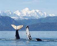 Humpback whales stop singing when ships are near: study