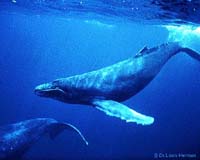 Humpback whale seen close to Slovenian coast: report