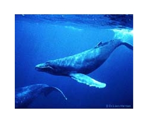 Humpback Whale Songs Spread Eastward Like The Latest Pop Tune