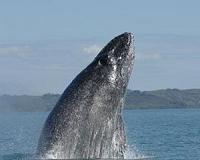 Most humpback whales taken off US endangered species list