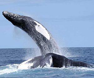 Researchers Track Singing Humpback Whales on a Northwest Atlantic Feeding Ground