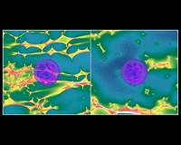Scientists observe year-long plateaus in decline of type Ia supernova light curves