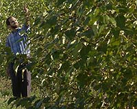 Trees And Grass May Be Able To Produce Ethanol Without Poisoning The Oceans