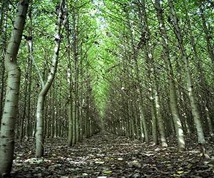 NACF: USDA Program Could Be A Biomass Boon