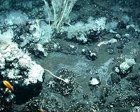 Life is bubbling up to seafloor with petroleum from deep below