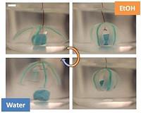 Tiny robotic 'hands' could improve cancer diagnostics, drug delivery