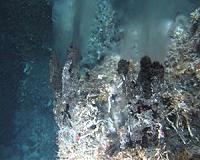Viruses Help Microbial Hosts Cope with Life at the Extremes