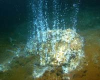 Barren Seafloor Teeming With Microbial Life