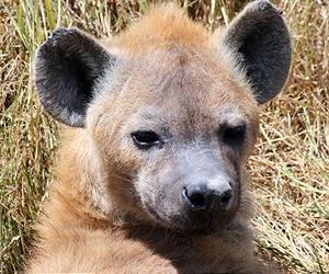 Why Are There No Hyenas In Europe