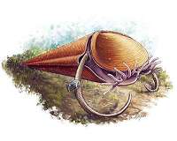 Ancient sea worm eats, poops and leaves behind evidence of Cambrian biodiversity