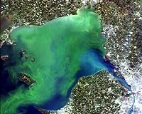 Severe harmful algal bloom for Lake Erie predicted