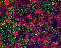 New material forges the way for 'stem cell factories'