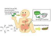 Zn-InsP6 complex can enhance excretion of radioactive strontium from the body