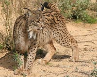 Folkloric and a national symbol: saving the Balkan Lynx