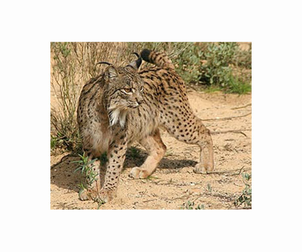 Endangered Iberian lynx population doubles in three years