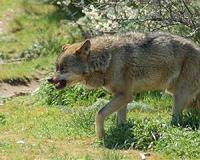 France's wolf population rises further to 580 adults