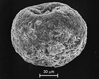 Aerosols From Sahara Useful For Study Of Climate Change
