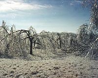 Ice Storms Devastating To Pecan Orchards