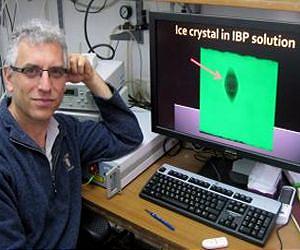 Not just cars, but living organisms need antifreeze to survive