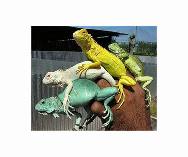 Taiwan bounty hunters kill invading iguanas as numbers soar