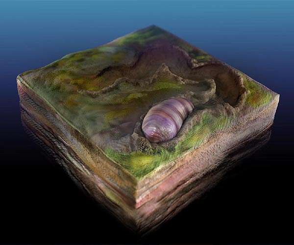 Fossils purported to be world's earliest animals revealed as algae