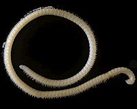 New species of extremely leggy millipede discovered in a cave in California
