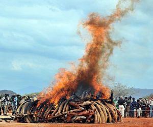 Gabon burns five tonnes of ivory