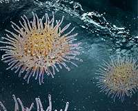 A water treatment breakthrough, inspired by a sea creature