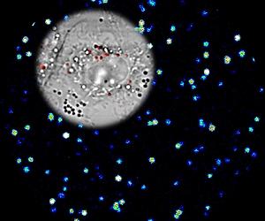 Ultrasensitive Imaging Method Uses Gold-Silver Nanocages