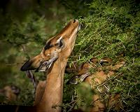 Affluent countries contribute less to wildlife conservation than the rest of the world