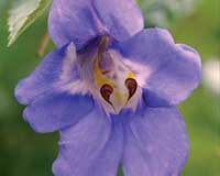 Hundreds Of New Species Discovered In Fragile Eastern Himalayas