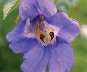 Molecular Study Could Push Back Angiosperm Origins