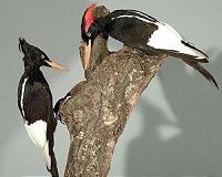 To save biodiversity, scientists suggest 'mega-conservation'