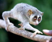 Key meeting of UN wildlife body in limbo: official