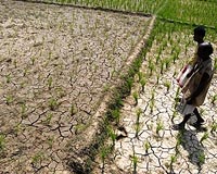 Monsoon forecast offers cheer to India's farmers
