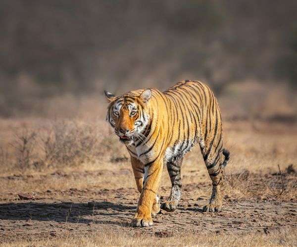 Bangladesh major hub for tiger poaching; India's endangered tigers top 3,600