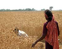 Commentary: Not by bread alone