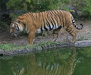 Efforts to save tiger have 'failed miserably:' CITES chief
