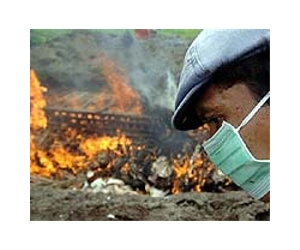 Cambodian boy dies from bird flu: WHO