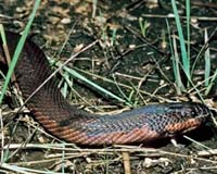 Humans Show Innate Ability To Detect The Snake In The Grass