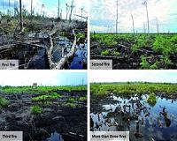 Carbon emissions from Indonesian peat fires vary greatly