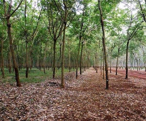 Thai farmers tap into sustainable rubber industry