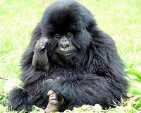 'Catastrophic decline' of gorillas in war-torn DRC