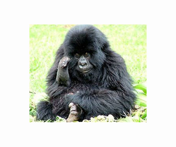 Mountain gorillas friendly with neighbors outside of core home ranges