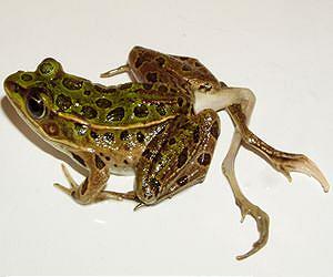 Catastrophic amphibian declines have multiple causes, no simple solution