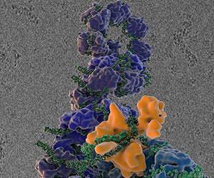Wild plants are infected with many viruses and still thrive