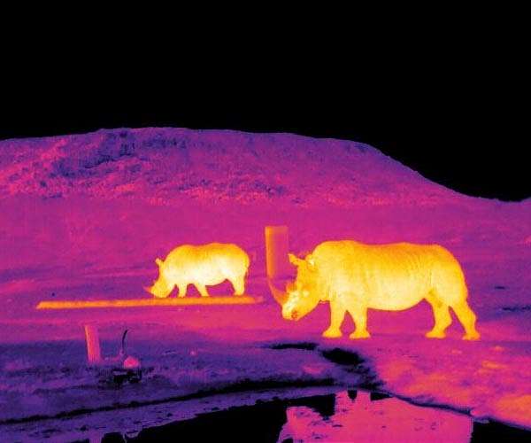 South African rhino-lover seeks for billionaire successor